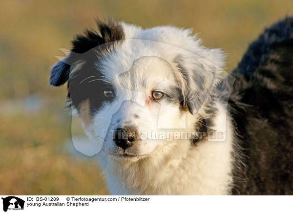 young Australian Shepherd / BS-01289