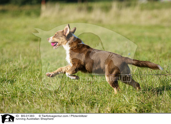 running Australian Shepherd / BS-01383