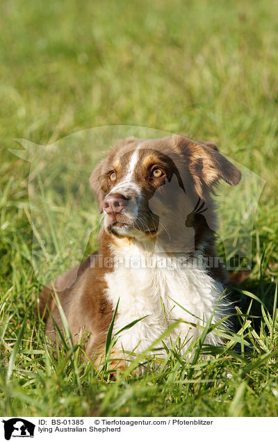 lying Australian Shepherd / BS-01385