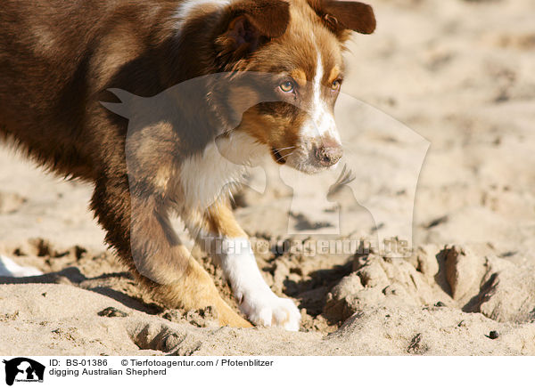 digging Australian Shepherd / BS-01386