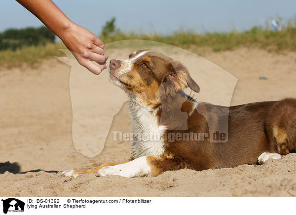liegender Australian Shepherd / lying Australian Shepherd / BS-01392