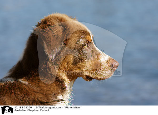 Australian Shepherd Portrait / BS-01396