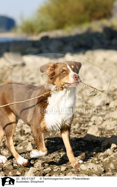 Australian Shepherd / BS-01397
