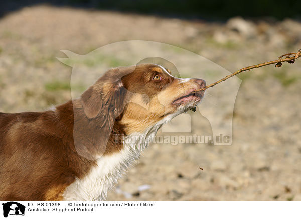 Australian Shepherd Portrait / BS-01398