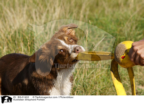 Australian Shepherd Portrait / BS-01402