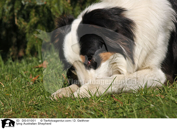 lying Australian Shepherd / DG-01001