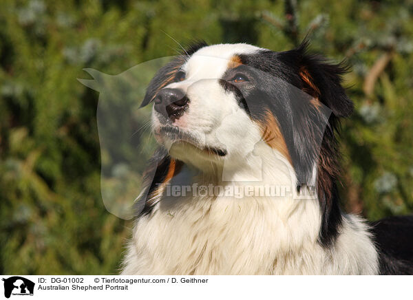 Australian Shepherd Portrait / DG-01002