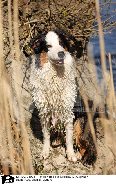 sitting Australian Shepherd / DG-01005