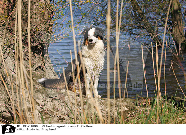 sitting Australian Shepherd / DG-01006