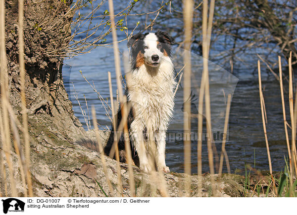 sitting Australian Shepherd / DG-01007