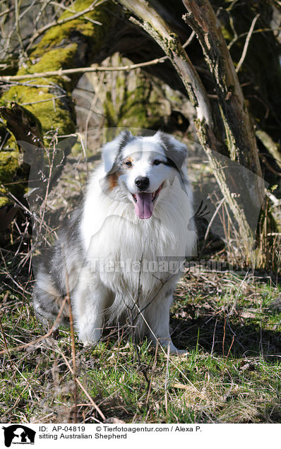 sitting Australian Shepherd / AP-04819