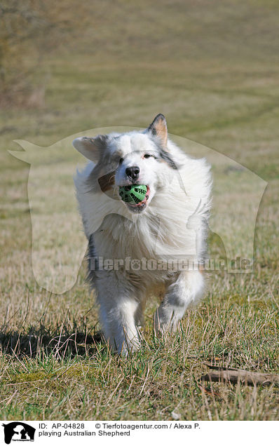playing Australian Shepherd / AP-04828