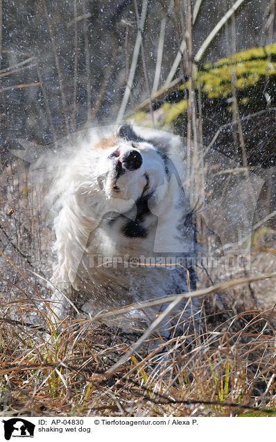 shaking wet dog / AP-04830