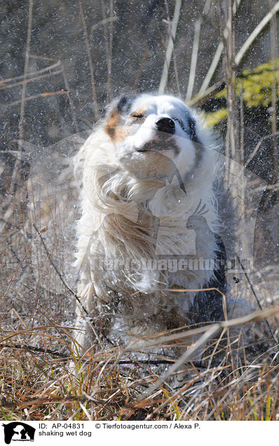 shaking wet dog / AP-04831