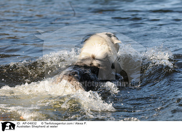 Australian Shepherd at water / AP-04832