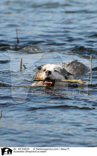 Australian Shepherd at water / AP-04833