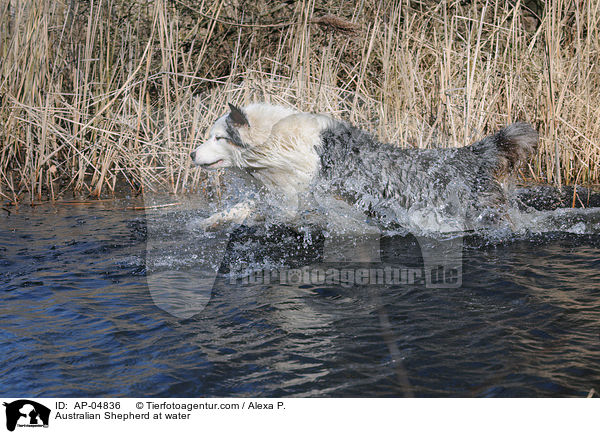 Australian Shepherd at water / AP-04836