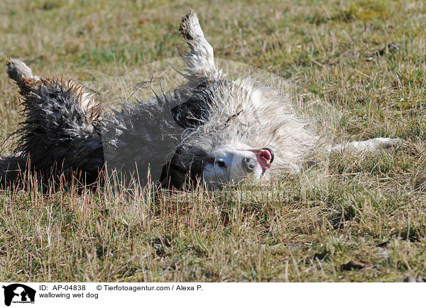 wallowing wet dog / AP-04838