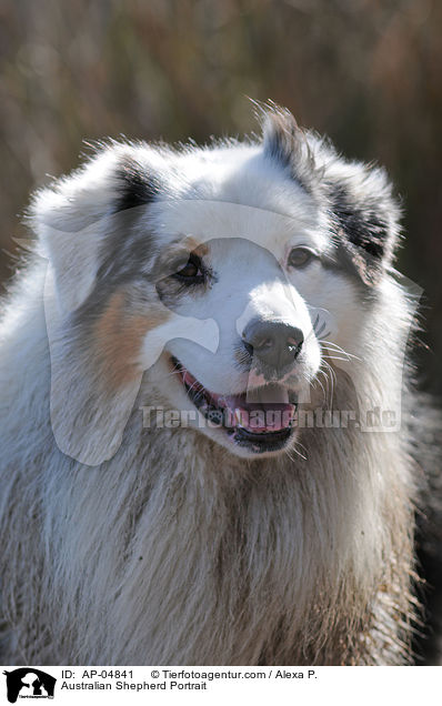 Australian Shepherd Portrait / Australian Shepherd Portrait / AP-04841