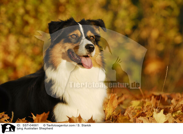 lying Australian Shepherd / SST-04681