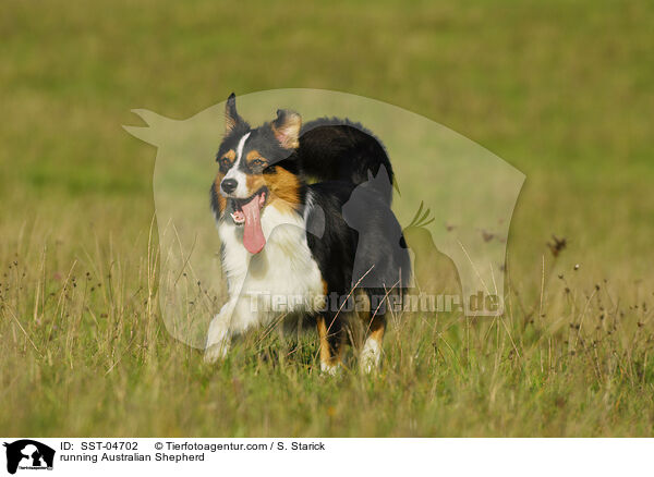 running Australian Shepherd / SST-04702