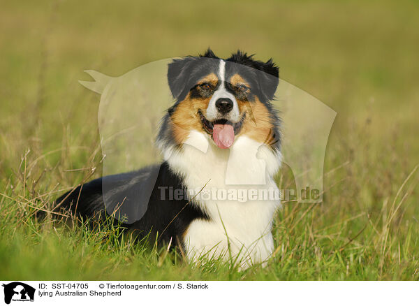 lying Australian Shepherd / SST-04705