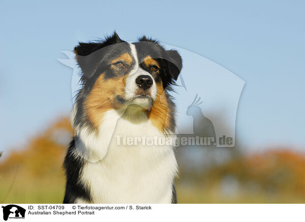Australian Shepherd Portrait / SST-04709