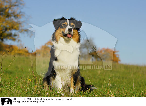 sitting Australian Shepherd / SST-04710