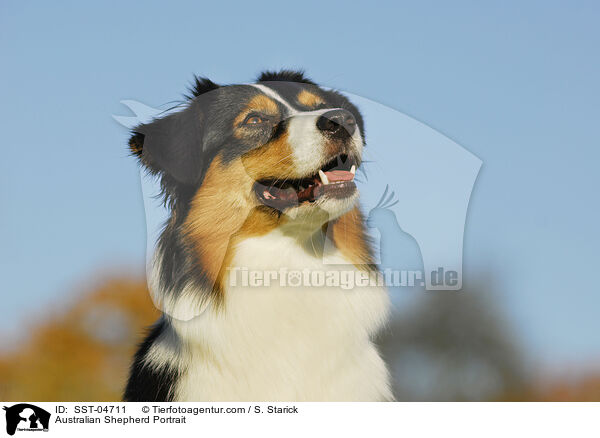 Australian Shepherd Portrait / SST-04711