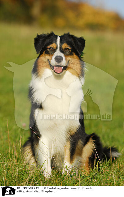 sitting Australian Shepherd / SST-04712