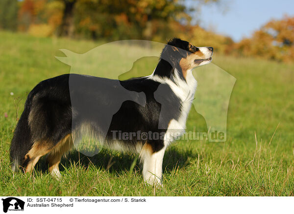 Australian Shepherd / SST-04715