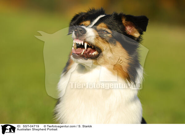 Australian Shepherd Portrait / SST-04719
