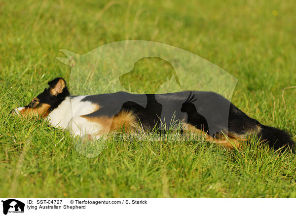lying Australian Shepherd / SST-04727