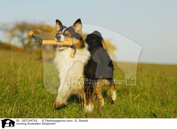 running Australian Shepherd / SST-04742