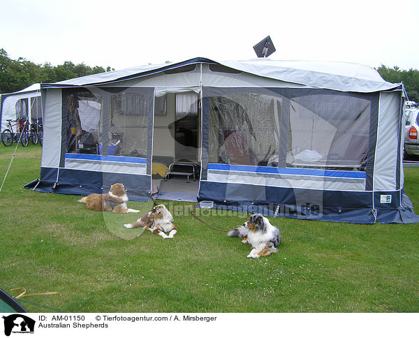 Australische Schferhunde / Australian Shepherds / AM-01150