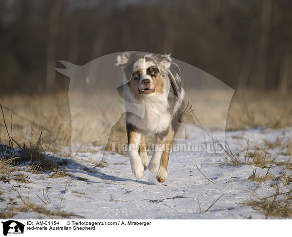 red-merle Australian Shepherd / AM-01154