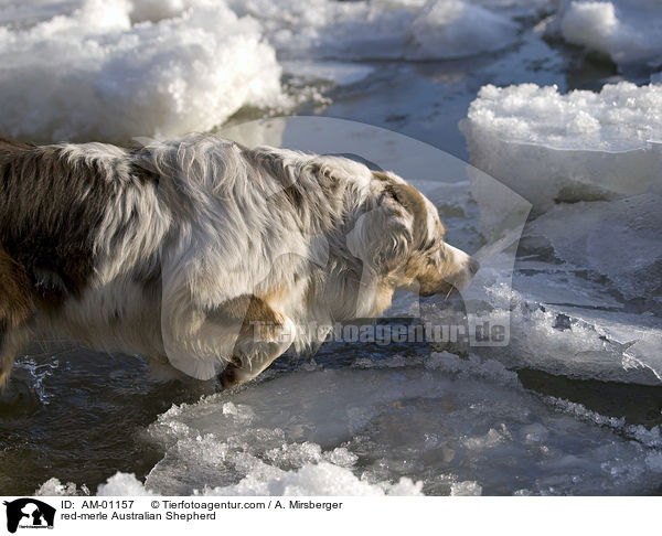 red-merle Australian Shepherd / AM-01157