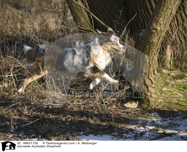 red-merle Australian Shepherd / AM-01159