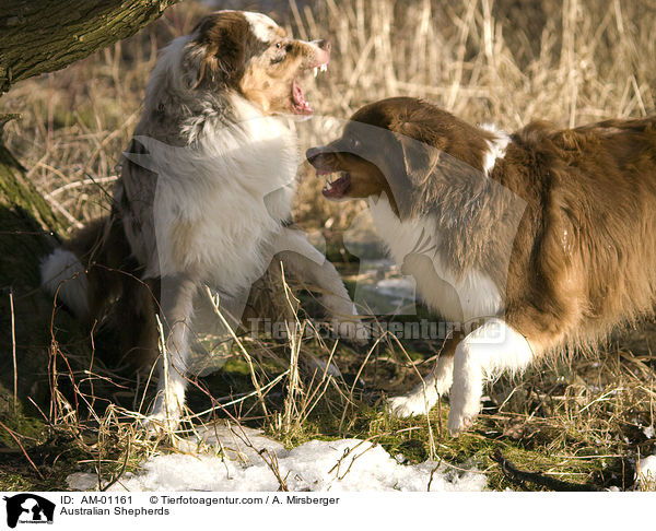 Australian Shepherds / AM-01161