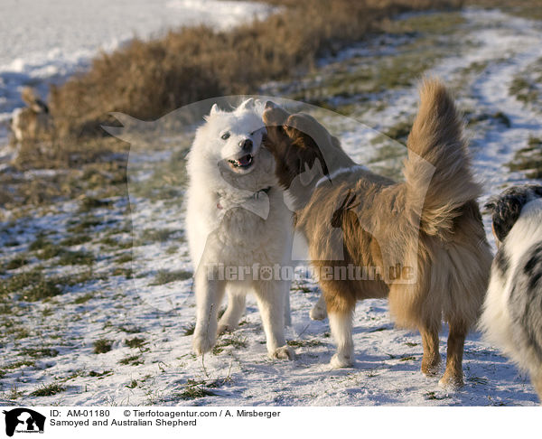Samoyed and Australian Shepherd / AM-01180