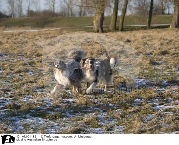 playing Australian Shepherds / AM-01182