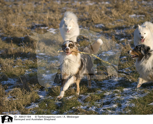 Samoyed and Australian Shepherd / AM-01184