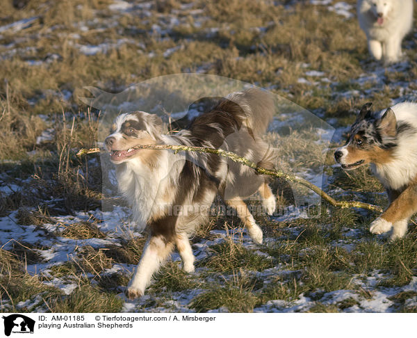 playing Australian Shepherds / AM-01185