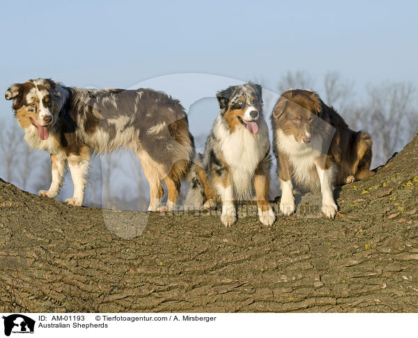 Australian Shepherds / AM-01193