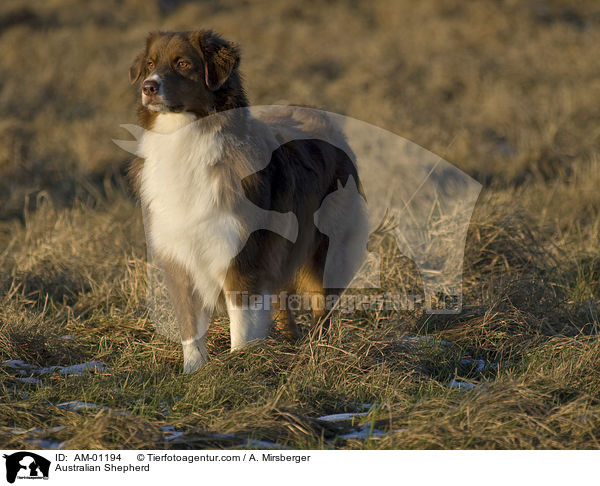 Australian Shepherd / AM-01194