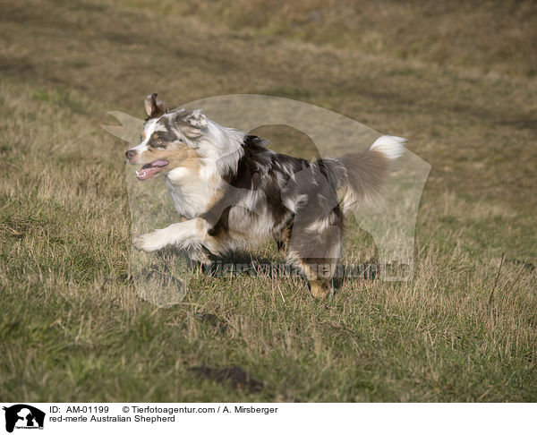 red-merle Australian Shepherd / AM-01199