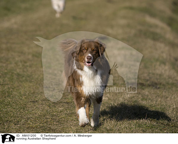 running Australian Shepherd / AM-01200
