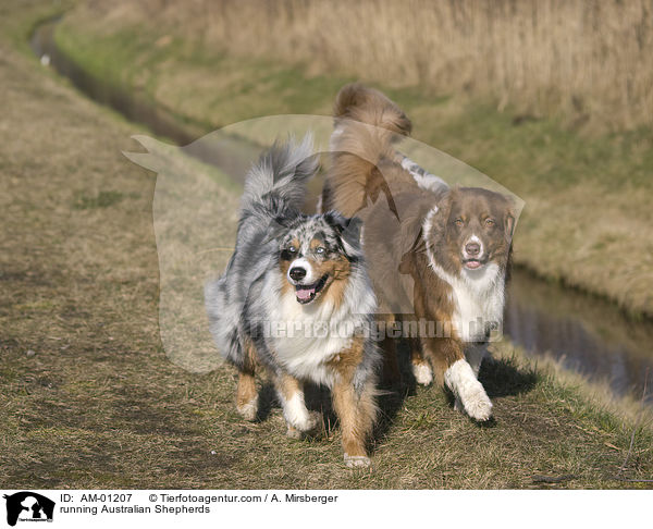 running Australian Shepherds / AM-01207