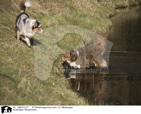 Australian Shepherds / AM-01211
