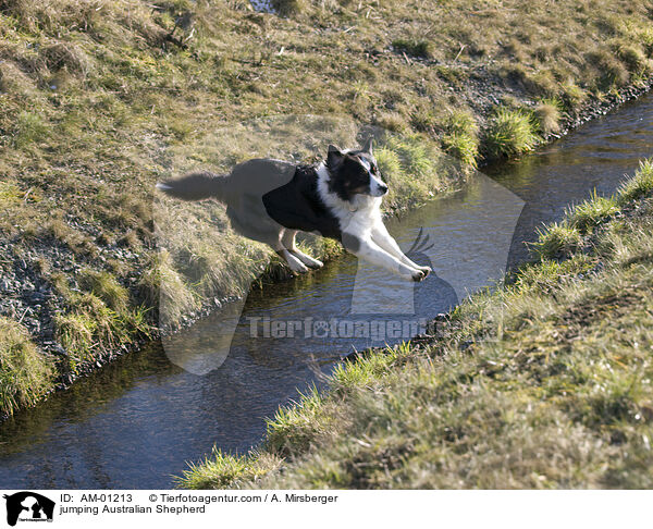 jumping Australian Shepherd / AM-01213